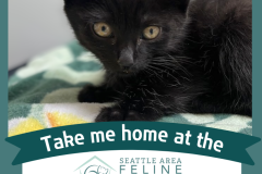 Adoptable All Star: Onyx