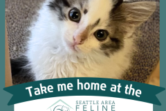 Adoptable All Star: Shay Gorgeous