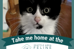 Adoptable All Star: Singe