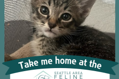 Adoptable All Star: Topaz