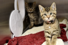 Clove-241350B_KJ39844