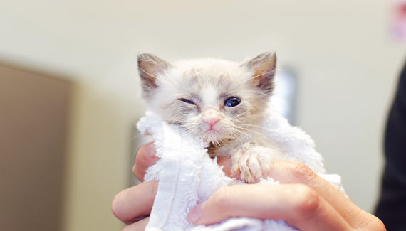 31 Top Photos Feline Adoption Seattle : Munchkin Cat Kitten For Sale Near Me - Best Cat Wallpaper