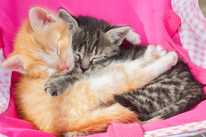 Single Kitten Syndrome • Seattle Area Feline Rescue