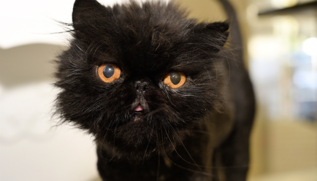 34 Best Photos Feline Adoption Seattle - Seattle Animal Shelter Offers Free Black Cat Adoption This ...