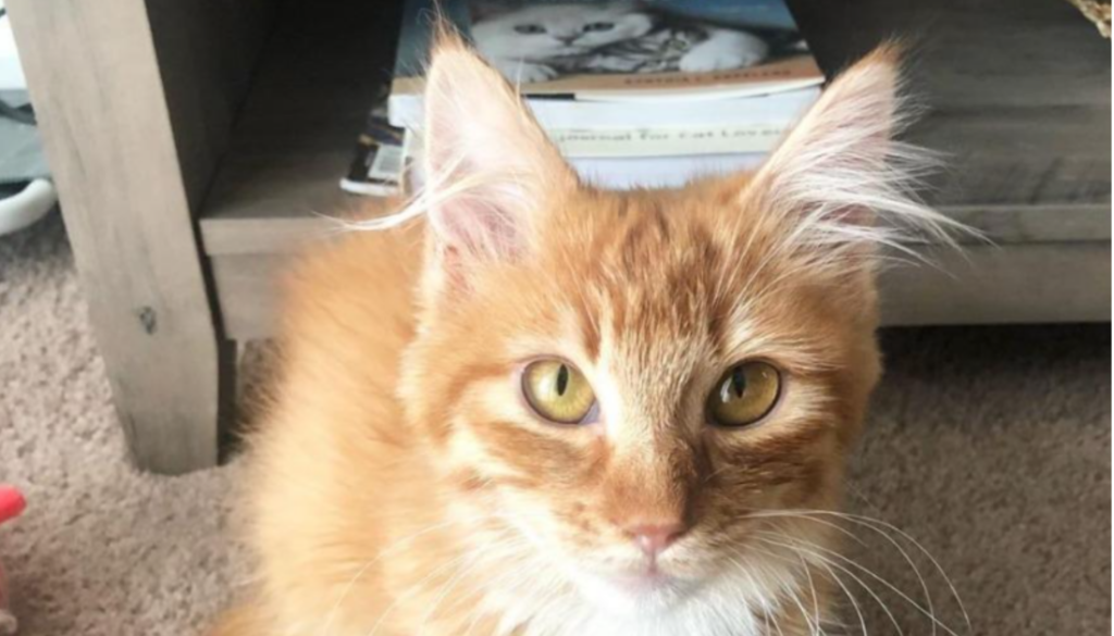 Stella's Story • Seattle Area Feline Rescue