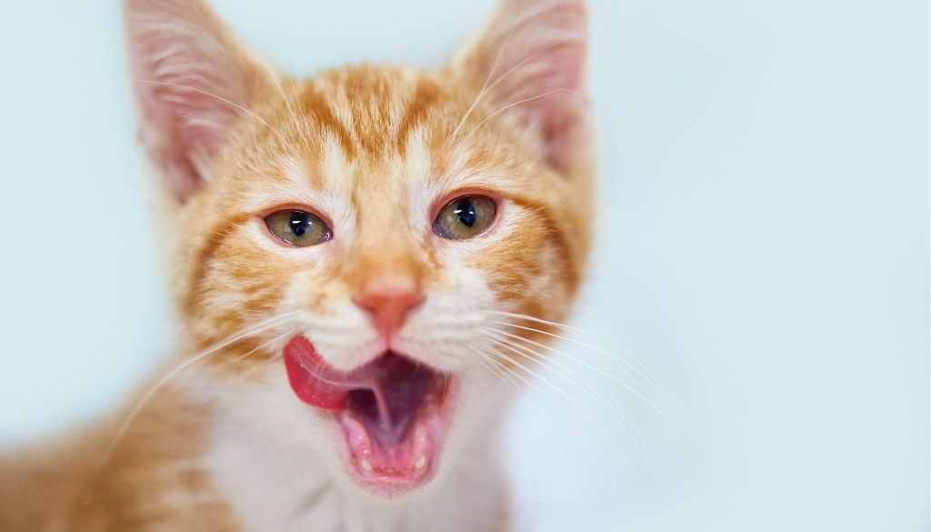 Spitty kitty? What it Means When Your Cat Drools • Seattle Area Feline ...