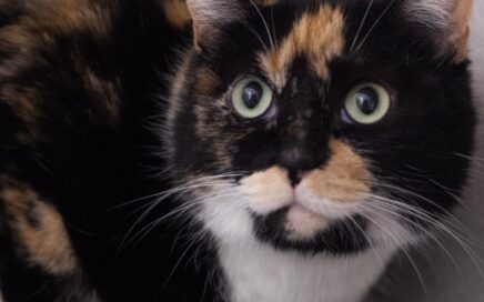 A very circular calico kitty with mostly black markings and a few copper and white spots gazes up and to the left with her pale green eyes.
