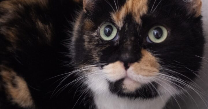 A very circular calico kitty with mostly black markings and a few copper and white spots gazes up and to the left with her pale green eyes.